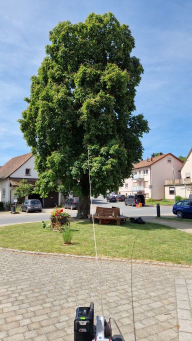 Baumgutachten